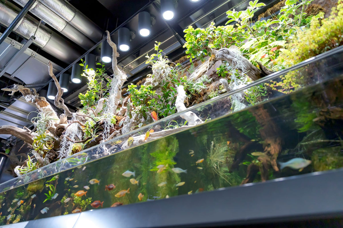 Shirley Temple アクアリウム The latest on the 1800 layout! Tallman TV! [Aquarium Tallman