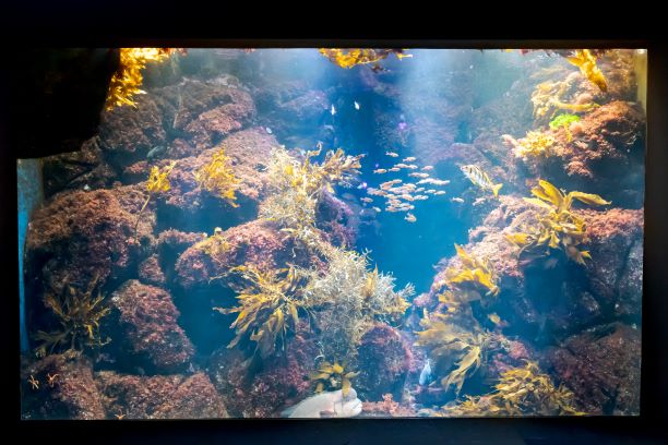 水族館シリーズ】新江ノ島水族館_海藻がまるで紅葉のように