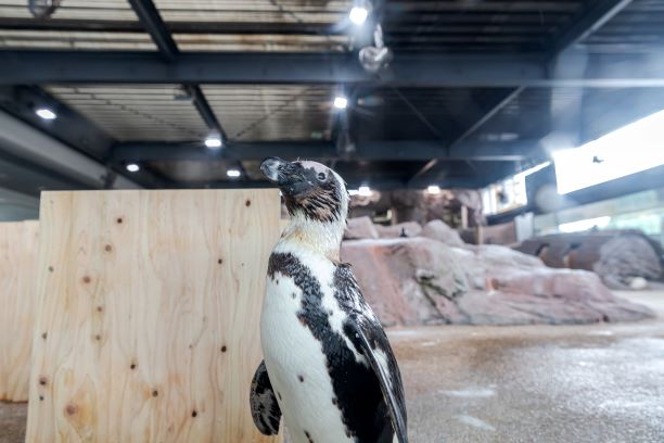 水族館シリーズ】京都水族館_ペンギンも!オオサンショウウオも 水族館シリーズ】京都水族館_ペンギンも!オオサンショウウオも
