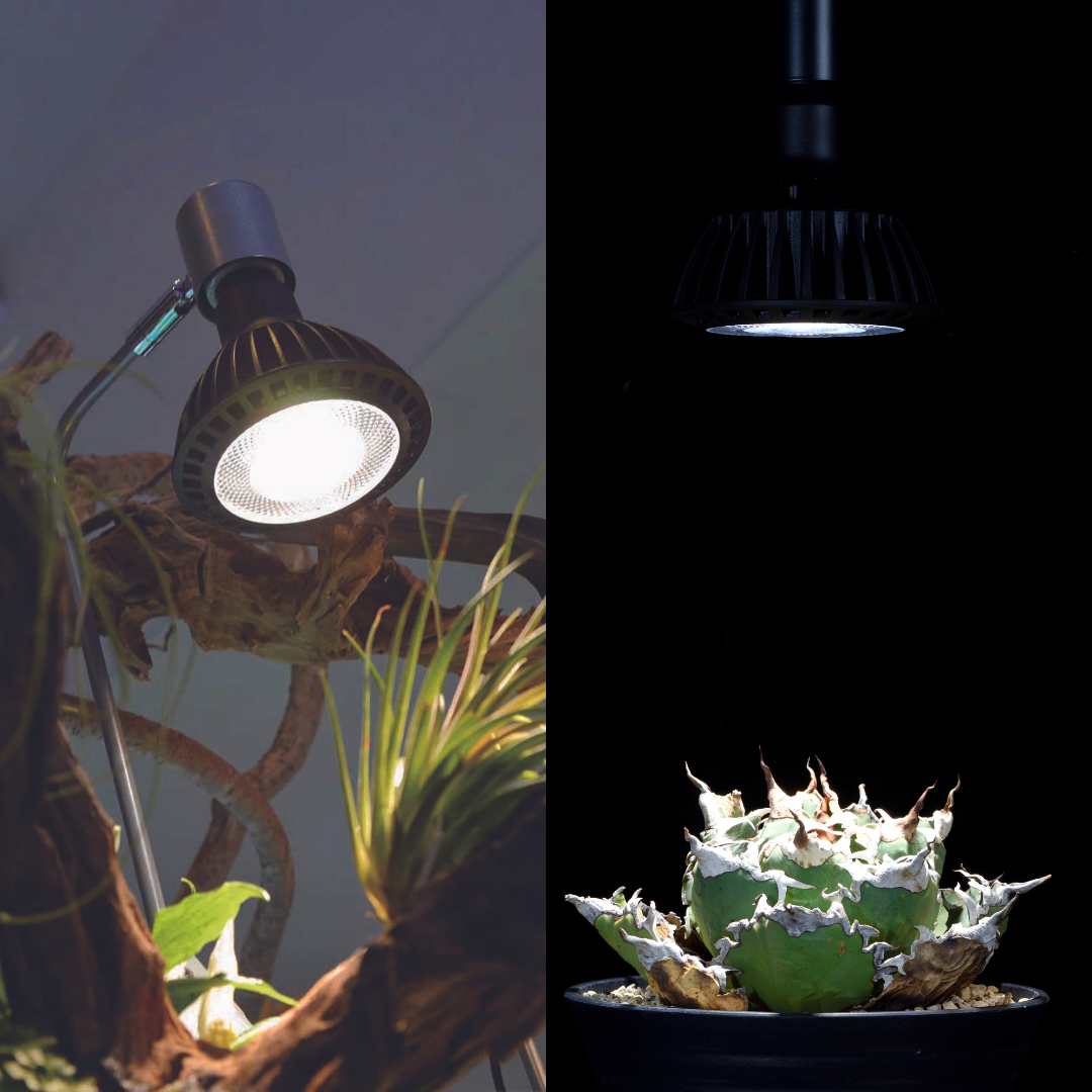 挟角タイプ 33度】CERAPHICいきもの電球 – CERAPHIC（京セラ株式会社）